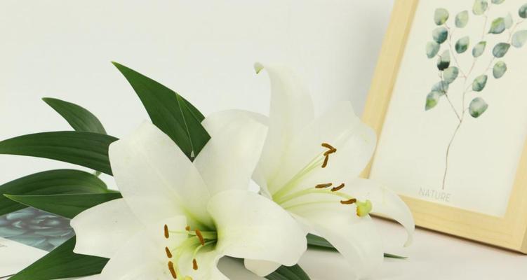 圣诞百合的花语（传递爱与祝福的生命之花）