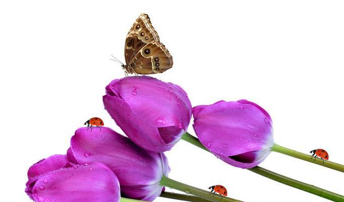 紫色郁金香的花语和象征（探索紫色郁金香的深层内涵与心理暗示）