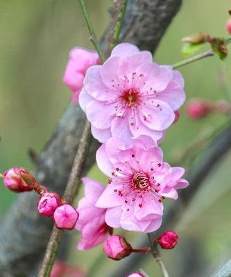 美人梅花语的含义及传说（探秘美人梅的花语和文化底蕴，了解她的神秘和传奇）