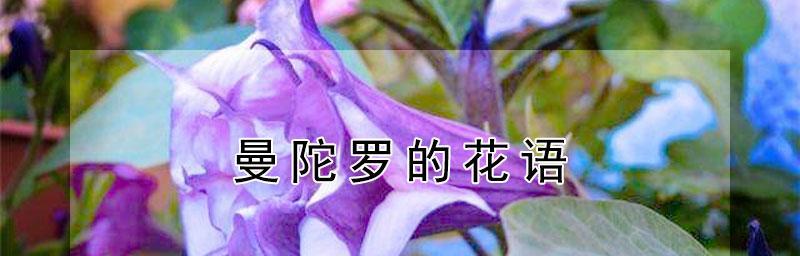 曼陀罗之花语（揭秘曼陀罗花语的深层含义）