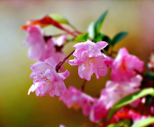 垂丝海棠，花开富贵（赏垂丝海棠，体悟富贵之美）