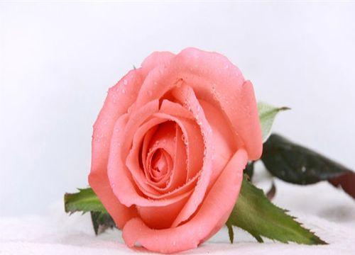 三朵玫瑰的意义（探索玫瑰的深层含义）