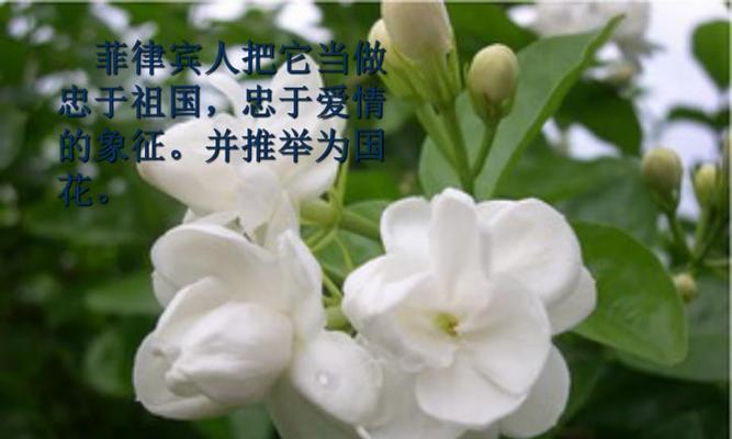 茉莉花的花语象征与寓意（清新浪漫的香气，象征纯真和美好生活）