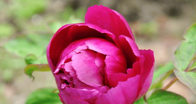 牡丹花语（探秘牡丹的象征意义）