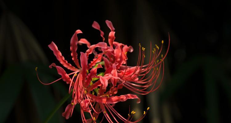 红花石蒜花语（探究红花石蒜的寓意和象征意义）