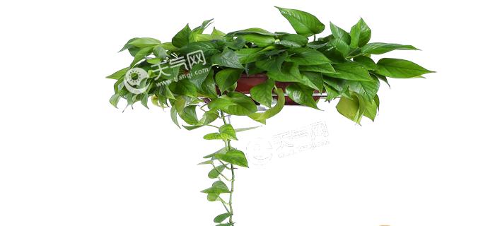绿萝的花语和寓意（探究绿萝的隐藏心语）