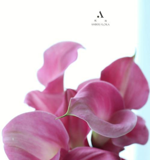 海芋花语——解读这朵美丽花的含义（深入探索海芋花的文化内涵）