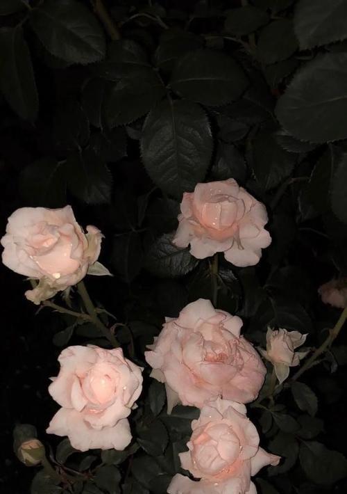 黑色玫瑰花语的含义（探寻黑色玫瑰的神秘意义，解开它的神秘面纱）