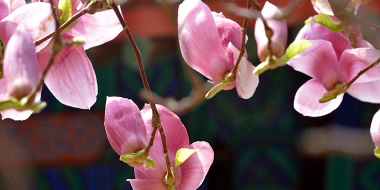 紫玉兰，花开意蕴（探寻紫玉兰的花语和美丽秘密）