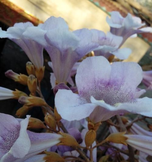 梧桐花的花语（探寻梧桐花背后的美丽寓意）