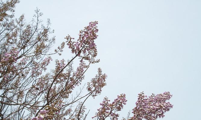 梧桐花的花语（探寻梧桐花背后的美丽寓意）