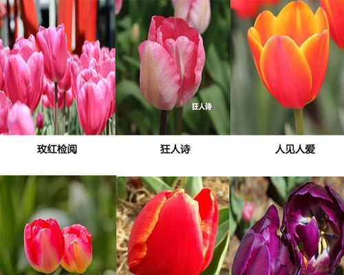 黑郁金香花语的深刻内涵（探寻黑郁金香的多重含义）