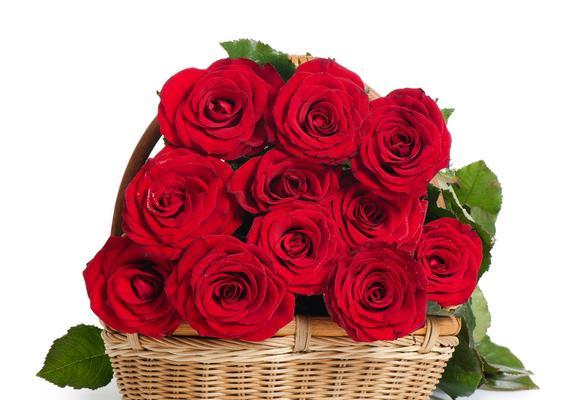 16朵玫瑰的花语含义（探索16朵玫瑰的不同象征意义）