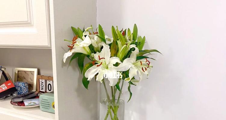 白百合花的代表意义（探究白百合花的象征意义与文化内涵）