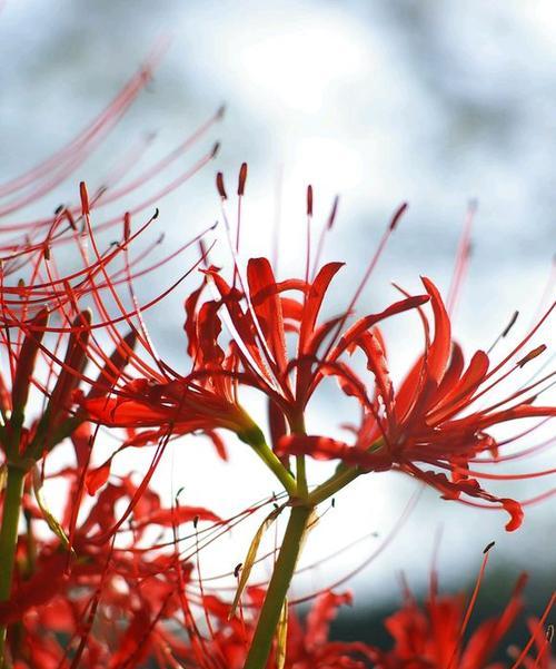 曼珠沙华的花语和寓意（品味曼珠沙华的美丽与哲思）