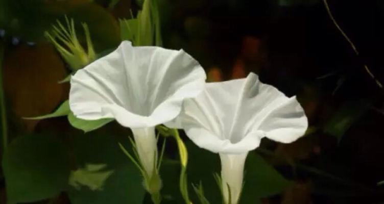 喇叭花的花语及意义（揭示喇叭花背后的花语，让你更加了解这朵奇特的花）