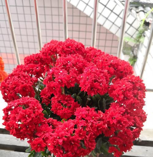 家居养花大集合（盆栽室内植物品种介绍，让你的生活充满绿色）