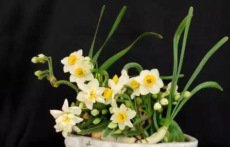 如何延长水仙花花期（技巧和方法实现）