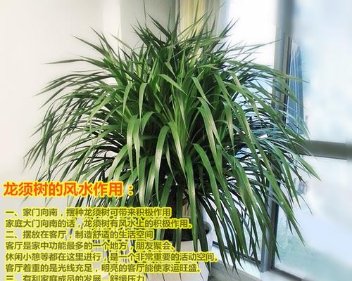龙血树——不屈不挠的生命力（探寻龙血树的文化意义和生命哲学）