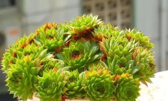观音莲的种植与养护（景天科植物的完美选择，惊艳盆景花坛）