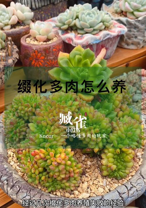 多肉爱好者必看，让你的多肉健康茁壮成长（多肉爱好者必看，让你的多肉健康茁壮成长）