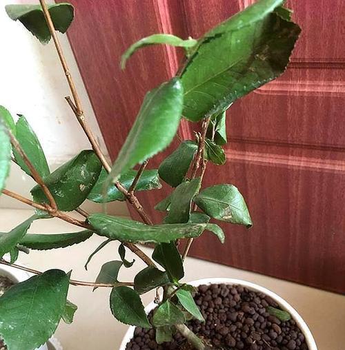 茶花花苞为什么会变枯?(探究茶花花苞枯萎的原因和对策)