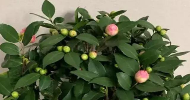 茶花花苞为什么会变枯？（探究茶花花苞枯萎的原因和对策）