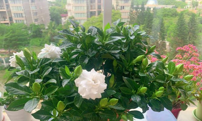 枙子花开花时间及特点（揭秘枙子花的独特魅力与生长习性）