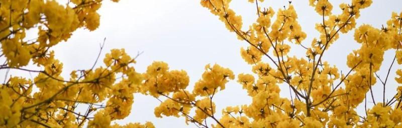 《风铃花的象征意义》（听风铃般的美丽与神秘，揭开风铃花的寓意之门）