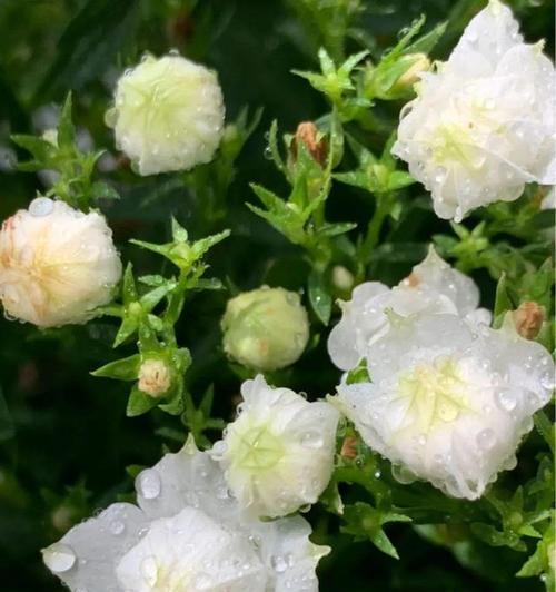 《风铃花的象征意义》（听风铃般的美丽与神秘，揭开风铃花的寓意之门）