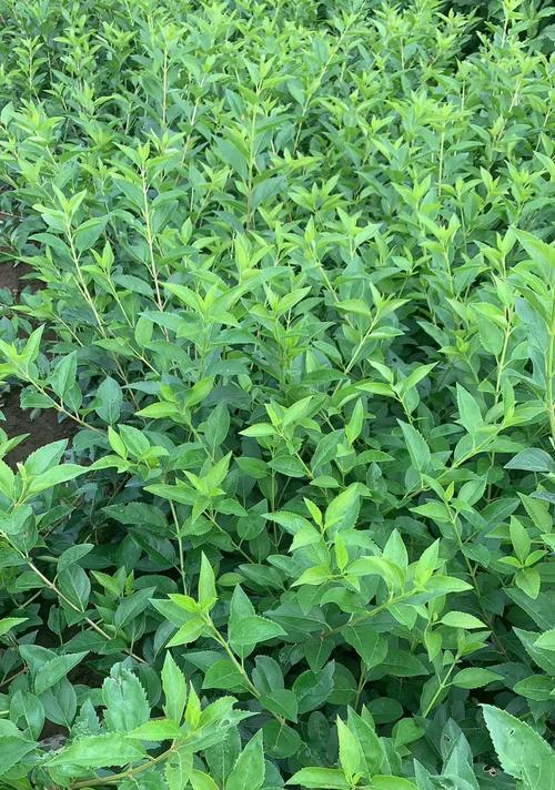 连翘种植与管理——打造高产优质的生态环境（关注土壤、选择品种、科学施肥，让连翘生长更健康）