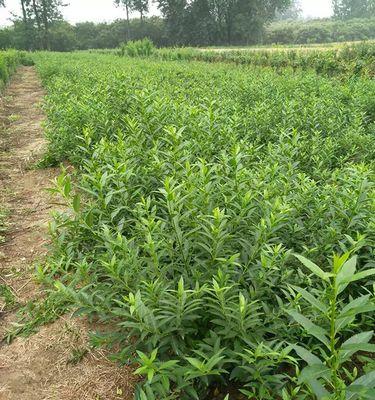 连翘种植与管理——打造高产优质的生态环境（关注土壤、选择品种、科学施肥，让连翘生长更健康）