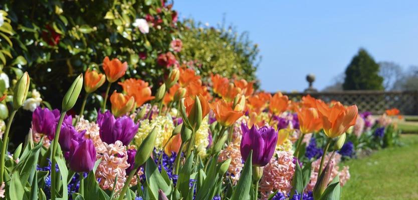 盛夏花海（探秘夏季花海的美丽景象与文化内涵）