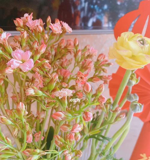 如何正确叶插长寿花（从选叶到照顾，教你长寿花叶插的技巧）