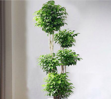 幸福树的养护技巧（打造美丽的室内植物环境）