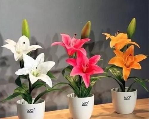 香水百合的寿命（探究香水百合的寿命及其栽培方法）