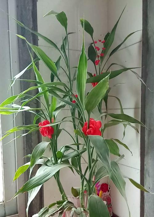 如何让富贵竹叶子更绿？（养护技巧大揭秘，轻松打造健康富贵竹）