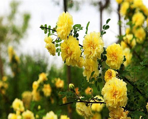 黄刺玫的花期是多长？（揭秘黄刺玫的开花规律及生长特点）