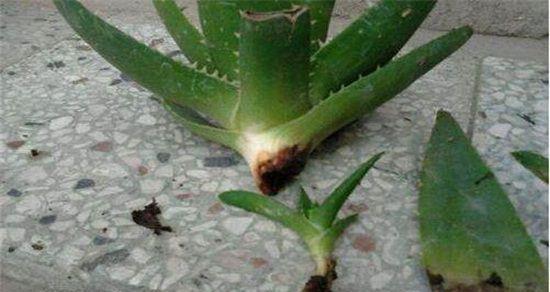 救活芦荟的小技巧（怎样让枯萎的芦荟复苏？）