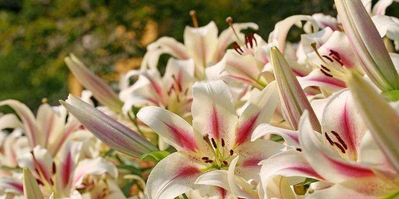 百合花的生长期及开花时间(了解百合花的花期,让你更爱它的美)