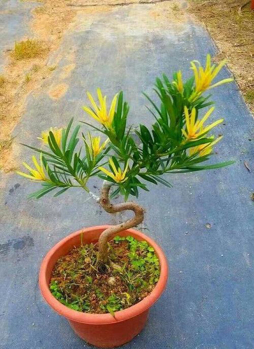 罗汉松的种植和养护（打造绿色环保的家居装饰）