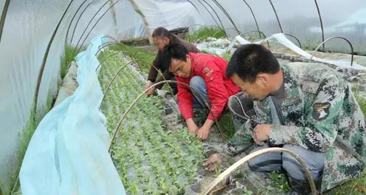 西瓜种植技术要点（打造高产优质的西瓜田）