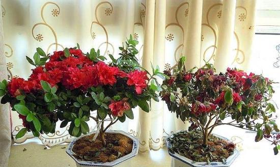 杜鹃花的种植与养护（了解杜鹃花的生长环境和技巧，让花园美丽多彩）