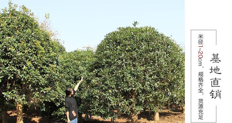 探秘优雅的桂花树（特点、品种、用途详解）