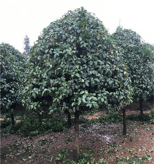 探秘优雅的桂花树（特点、品种、用途详解）