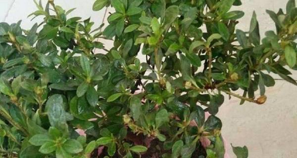 杜鹃花掉叶子的原因及对策（探究杜鹃花掉叶子的根本原因，解决杜鹃花掉叶子的实用方法）