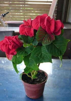 圣诞伽蓝花的养殖方法（打造充满节日气息的美丽花园）