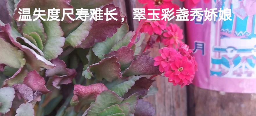 圣诞伽蓝花的养殖方法（打造充满节日气息的美丽花园）