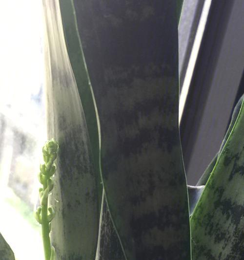 虎皮兰开花全攻略（打造花期延续的虎皮兰，快来学习！）
