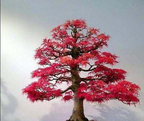 打造优美红枫盆景(怎样养护红枫盆景才能让其更美?)